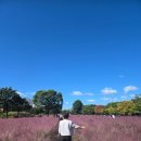 미사8단지 세탁소 | 미사경정공원 핑크뮬리가 한창이네요. 25/10/8 개화상황,주차, 관람팁