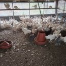 아성2농장 이미지