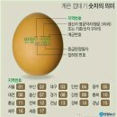 계란 껍데가 숫자의 의미 와 살충제 성분 이미지