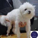 뿌이숑 이미지