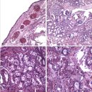 연골어류 공통기타피쉬의 Photobacterium damselae subsp damselae감염 출혈성 패혈증 이미지