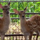 전원사슴농장 이미지