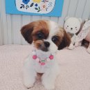 우리집강아지예쁘개 이미지