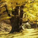 상어동천 이미지