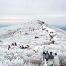 제47회 2019년 1월 19일 셋째주 토요일 태백산 눈꽃축제 산행 이미지