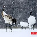 록산(綠山) 이미지