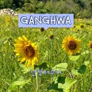 난정낚시터 | [강화] 가을 꽃놀이의 시작은 해바라기 사냥 (난정 해바라기 정원) | 난정저수지 | 교동도 | 2023년 후기