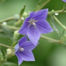 민들레양계장 이미지