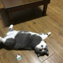 그랜비캐터리 이미지