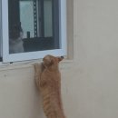 쓰담 이미지
