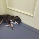 바미애견유치원 이미지