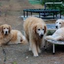 몽이애견 이미지