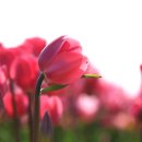 바다의향기 이미지