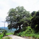 느티나무 이미지