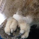 파스텔동물병원 이미지