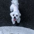 킹프림 애견샵 이미지