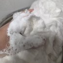 허브디톡스 | 올리라피 강아지&amp;고양이 디톡스 허브 샴푸 사용 후기