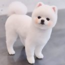 하니 그루밍( Hani Grooming) 이미지