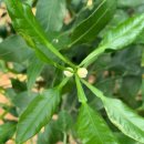 삼진농장 이미지