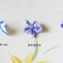 물망초 Daum카페