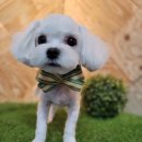 도그트리 이미지