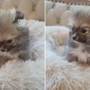 강아지분양 고양이분양 도그마루 무료 검단점 이미지