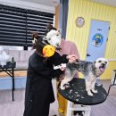 양산유캔애견미용학원