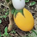 eggplant 이미지
