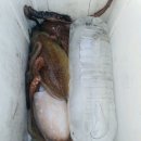 곤리레져