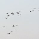 정자리