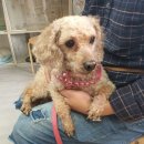 에이플러스 동물병원 이미지