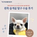 예은동물의료센터 | 예은동물의료센터 강아지 슬개골탈구 3기 최소 침습 맞춤 수술