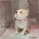 부산고양이미용&호텔 무냥무냥 대연점 | 부산고양이미용의 신뢰를 바탕으로 한 무냥무냥 대연점 방문 후기