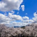 선진공원 주차장 | 경남 사천 벚꽃 명소 '선진리성' 축제 일정 다양한 먹거리와 이벤트까지!