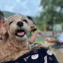 사과꽃향기 이미지