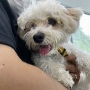 무흘나인펜션 | [솔직후기]넓은강아지운동장과 셀프목욕이 가능한 무흘나인펜션&amp;비트윈애견카페에서 무서운 휴가기