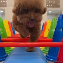 광주유치원 | 반려견을 위한 완벽한 하루 마마스미독 광주애견유치원&amp;호텔 만족 후기