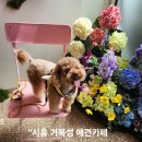 시흥 거북 섬 블루웨이브 애견카페 후기