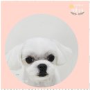 멍뭉살롱 이미지