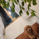 그루멍 프렌즈 이미지