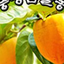 감골농장 이미지