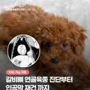 서울동물영상종양센터 | 10살 강아지 흉벽 종양 제거 수술, 갈비뼈 연골육종...재건까지, 길음미아동물병원, N동물의료센터 강북점