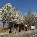 내지숲 공중화장실 | [김해 가볼만한 곳] 🤍목련숲🤍 실시간 개화 + 주차, 화장실, 포토존🚗✨