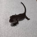 파충류샵 스마일게코 이미지