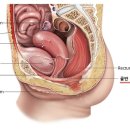 중년의 고민/기저귀 안차려면...... 이미지