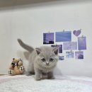 몽냥몽냥 강아지분양 고양이분양 송파점 이미지