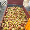 대구경북능금농협청도경제사업장 | 낙산골농장:) 잃은 사과(능금조합 수매용 사과) 새로운 사과~!(비슬산 사과)