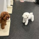 와이즈독 아카데미 이미지