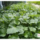 굿모닝농장 이미지