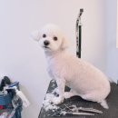 알콩달콩 애견미용실 이미지